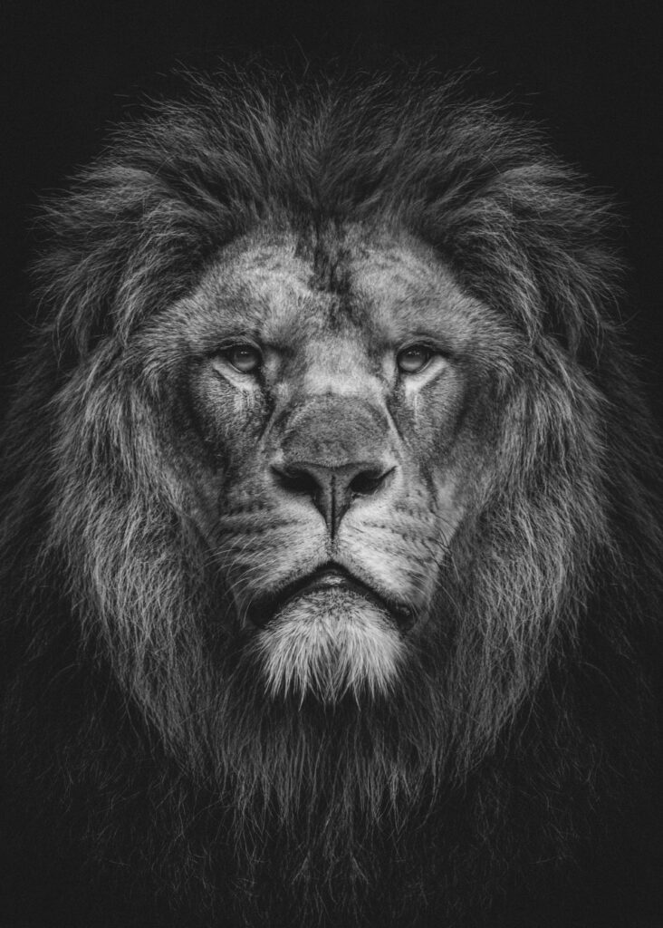 
"Powerful lion portrait symbolizing the Lion of Judah and biblical strength and courage believers find in Christ"