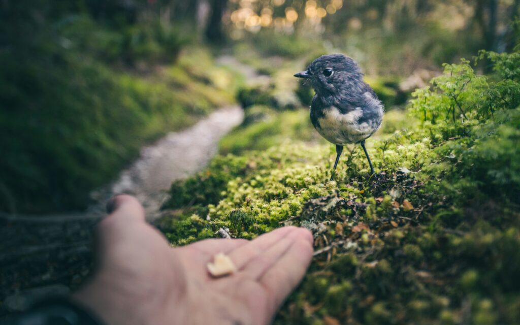 
"Small bird in tranquil nature scene illustrating Matthew 6:26 about peace and trust in God's provision and care for His creation"